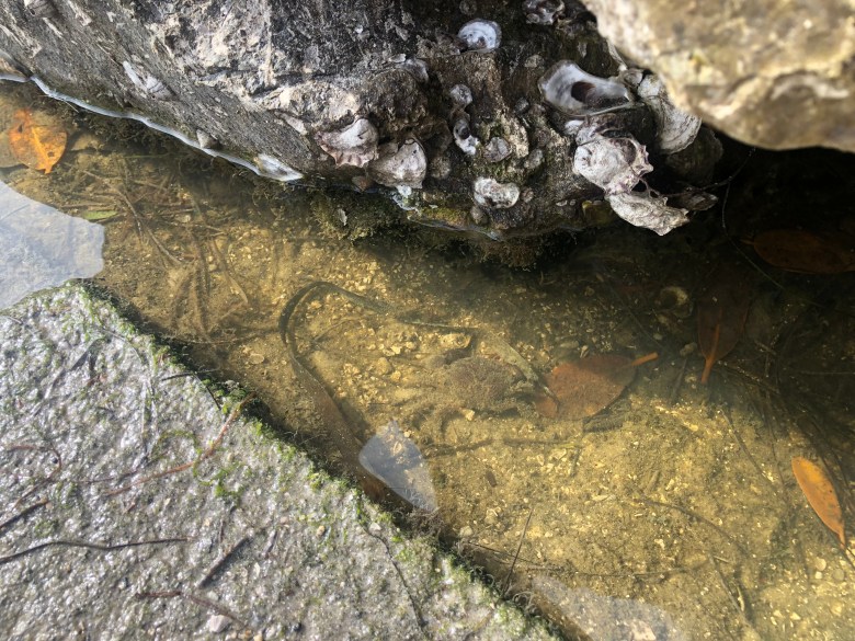 A top-down view of a small, mud-colored crab partially submerged in shallow, murky water between a concrete ledge and a large rock covered in oyster shells.