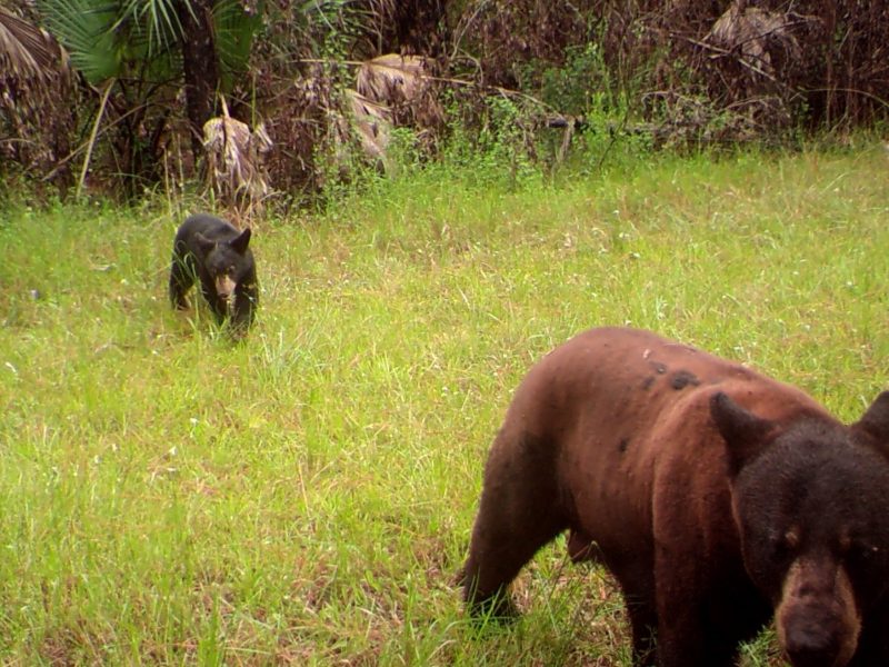 A large Florida black bear with a reddish-brown coat stands in the foreground, grazing in a grassy field, with a smaller, darker black bear cub visible further back near the dense woods.