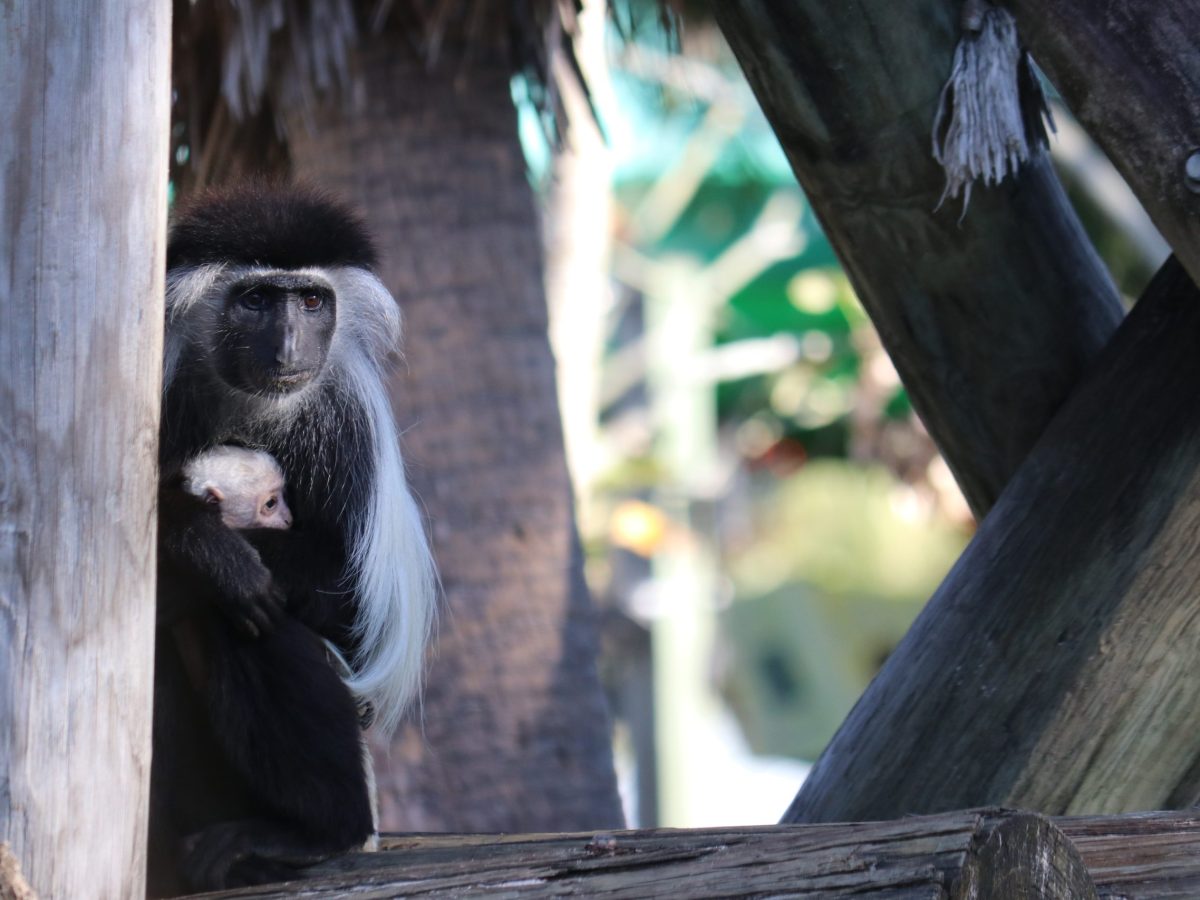ZooTampa shares photos of the baby monkey born last weekend
