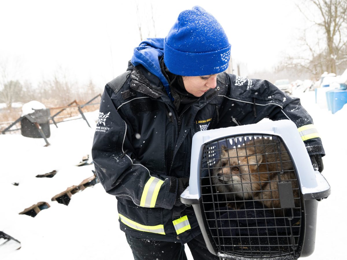 Photos: ZooTampa takes in foxes rescued from fur farm