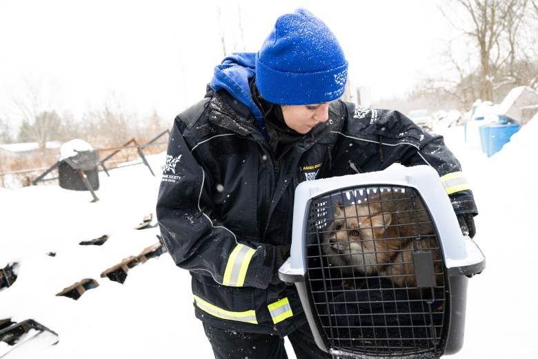 A rescuer wearing a dark winter coat with "Humane Society" branding and a bright blue knit cap holds a plastic travel carrier containing a fox with thick, reddish-brown fur. The scene takes place outdoors in a snowy landscape, with white flakes falling around them and snow-covered debris in the background.