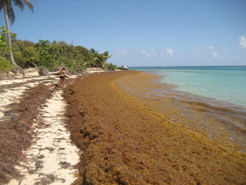 A sunny beach scene with tropical greenery bordering the shore. The sand is bordered by a massive, deep brown layer of Sargassum seaweed, contrasting sharply with the clear turquoise water and bright blue sky.