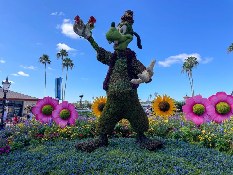 A topiary of the Disney character Goofy stands in a vibrant flower bed under a blue sky. Goofy is made of green foliage and is holding a small bouquet of red and white flowers in one raised hand. He is surrounded by colorful flowers, including large, oversized pink and yellow blossoms, with palm trees and park buildings in the background.