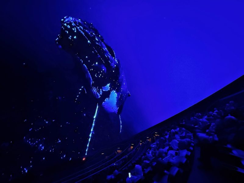 A low-angle interior shot of a dark planetarium or dome theater featuring a massive, immersive projection of a bioluminescent whale swimming through a deep blue abyss. To the right, a large audience seated in tiered rows looks up at the digital display, silhouetted against the glowing blue light.