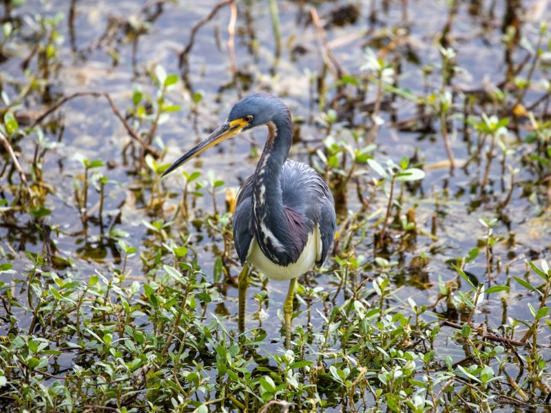 A Tricolored Heron stands in shallow, watery terrain surrounded by green plants, showing its dark blue-gray feathers, white belly, and long yellow bill.