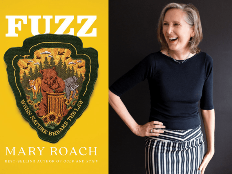 A composite image featuring the book cover of "Fuzz" by Mary Roach on the left and a portrait of the author on the right. The bright yellow cover shows the title "FUZZ" and an embroidered patch of animals, including a bear in a trash can, with the words "WHEN NATURE BREAKS THE LAW." To the right, Mary Roach smiles while standing against a dark background with her hand on her hip.