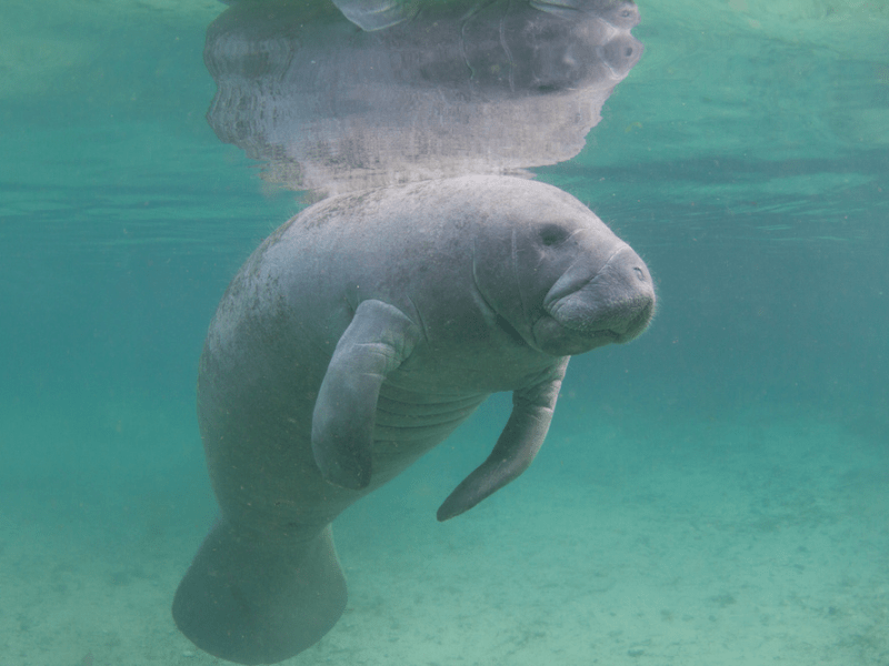 A close-up shot of a manatee submerged in clear, shallow water. The sea cow's paddle-like flippers and smiling face are visible as it looks forward, with sunlight illuminating the sand below.